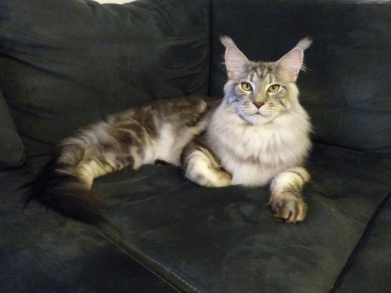 Edi_poseeraus2.jpg - Edi, (c) Nina Nuutinen