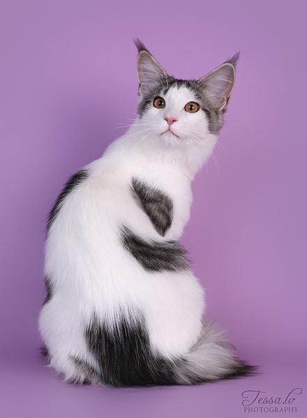 Fiona_3.jpg - Fiona, (c) Tarja Toivola