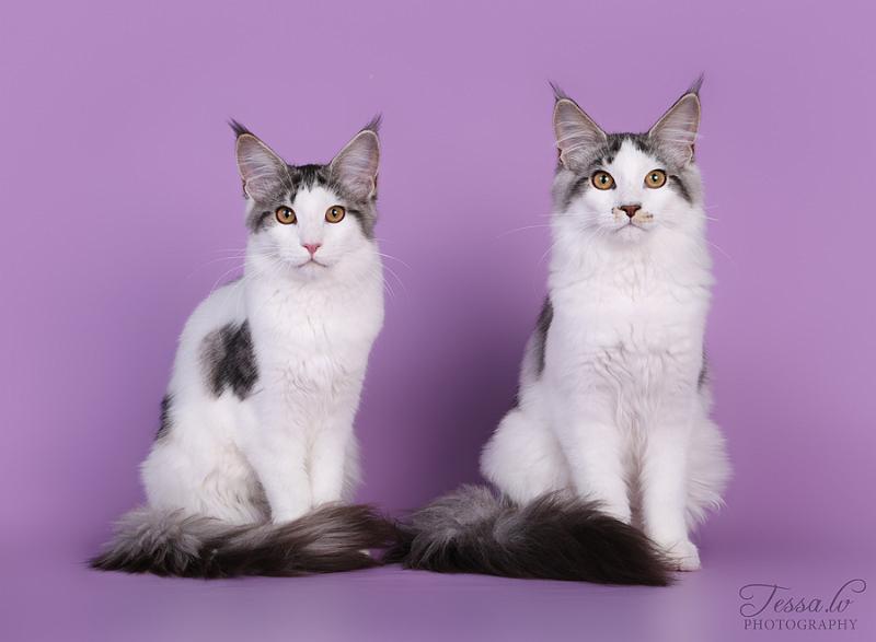 Lady_and_fiona.jpg - Lady and Fiona, (c) Tarja Toivola