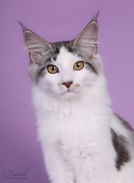 Lady_tessa.jpg - Lady, (c) Tarja Toivola