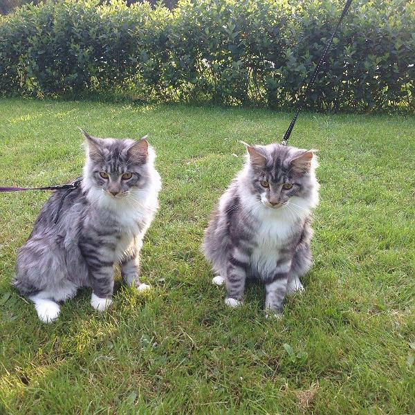 Pojat_7_kk.jpg - Ferdinand and Kingi, (c) Tarja Toivola