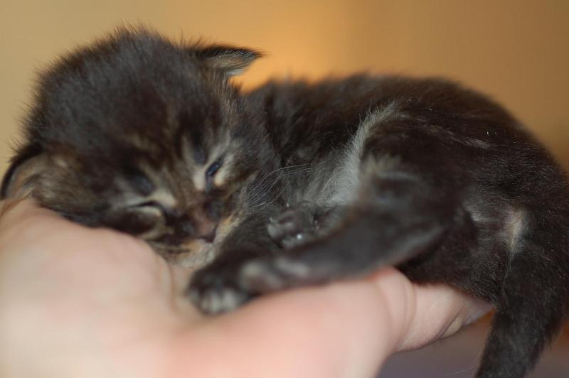 nina_hani_2_weeks_1.jpg - *